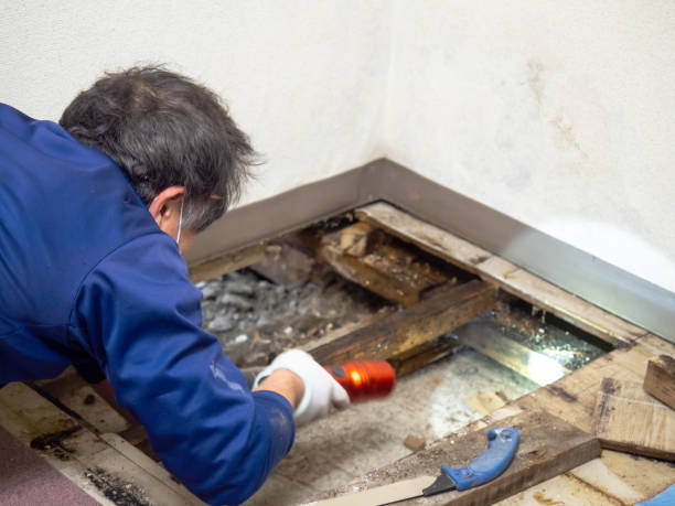 Best Commercial Mold Remediation in Spotsylnia Courthouse, VA