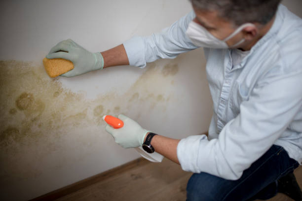 Best Black Mold Remediation in Spotsylnia Courthouse, VA
