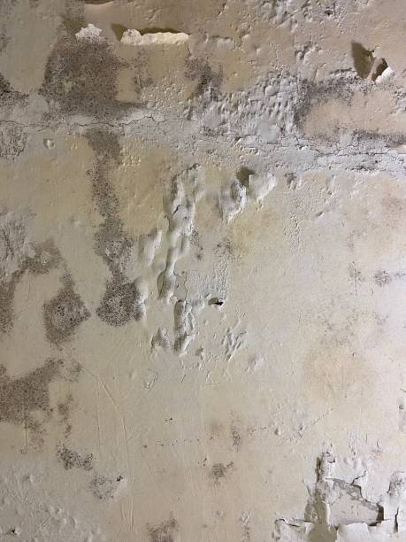 Best Emergency Mold Remediation in Spotsylnia Courthouse, VA