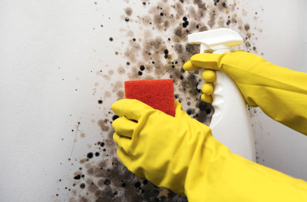 Best Crawl Space Mold Remediation in Spotsylnia Courthouse, VA