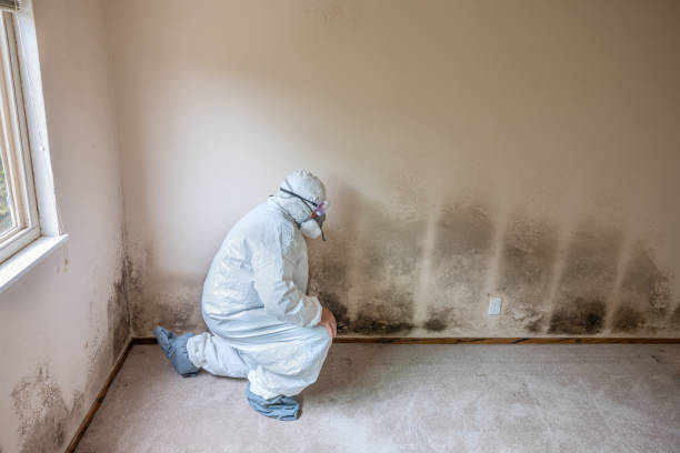  Spotsylnia Courthouse, VA Mold Removal Pros