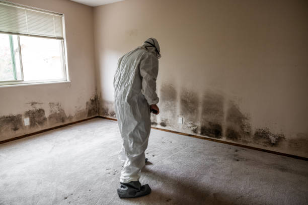 Best Residential Mold Remediation in Spotsylnia Courthouse, VA