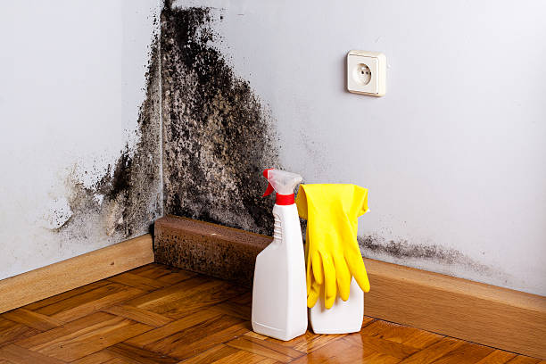 Best Residential Mold Remediation in Spotsylnia Courthouse, VA