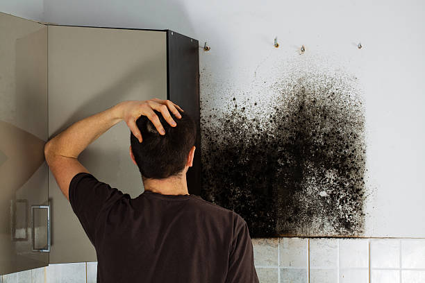 Best Preventive Mold Services in Spotsylnia Courthouse, VA
