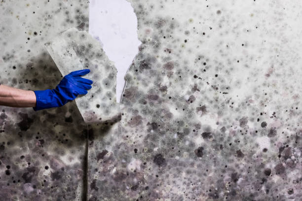 Best Mold Remediation for Schools in Spotsylnia Courthouse, VA