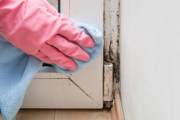 Best Mold Remediation for Specific Building Types in Spotsylnia Courthouse, VA